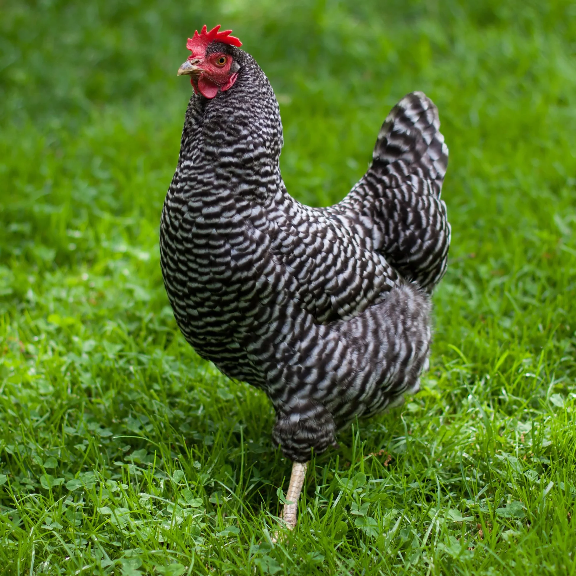 plymouth rock hens for sale - Image 3