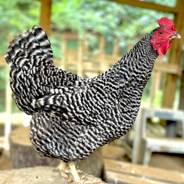 plymouth rock hens for sale - Image 2
