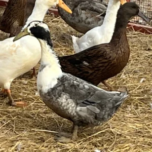 dutch hookbill ducks for sale
