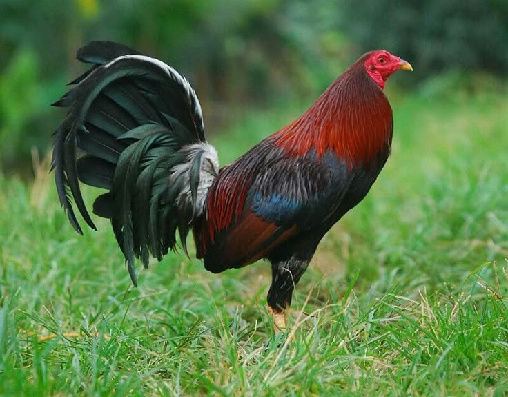 purebred Democrat gamefowl rooster for sale
