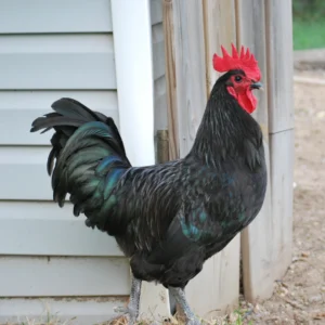 black australorp roosters for sale