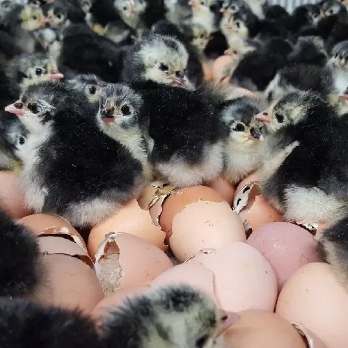 black australorp hatching eggs for sale