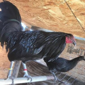 Black McLean Hatch gamefowl breeding pairs