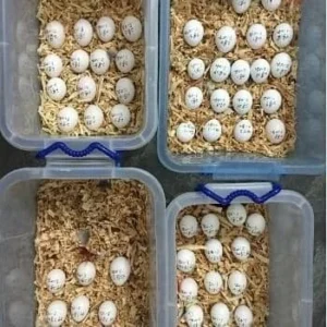 Black Palm Cockatoo Parrot Eggs For Sale