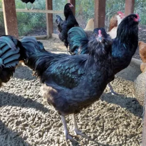 black ameraucana chicken for sale