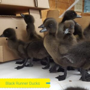 Buy live Black Runner day-old ducklings online