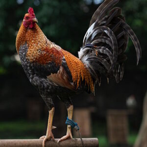 Purebred Dom Gamefowl Stags For Sale