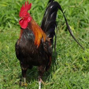 Gilmore Hatch Gamefowl Cocks For Sale