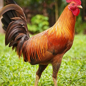 Purebred Gold Gamefowl Cocks For Sale