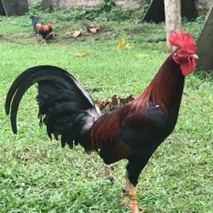Purebred Gull Gamefowl Cocks For Sale