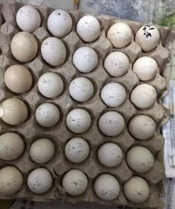 Purebred Dom Gamefowl Hatching Eggs For Sale