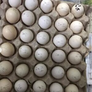 Blue Mug Hatching Eggs for sale