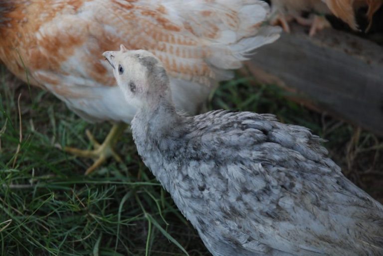 Blue Slate Turkey tom for sale - Image 5