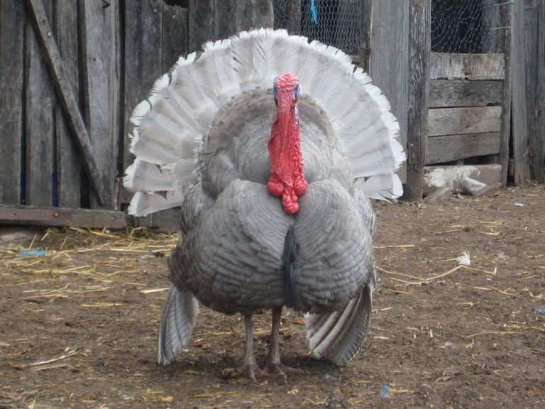 Blue Slate Turkey tom for sale