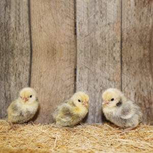 silver sebright bantam chicks for sale