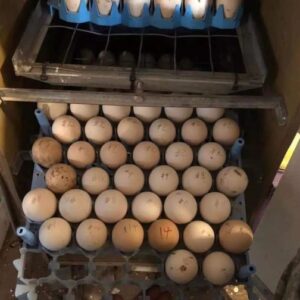 Buy fertile Brown Red gamefowl hatching eggs