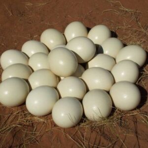 Buy fertile ostrich hatching eggs