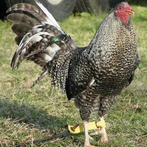 Buy purebred Chappell Dom gamefowl cocks