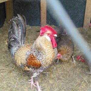 Crele Penedesenca Roosters For Sale