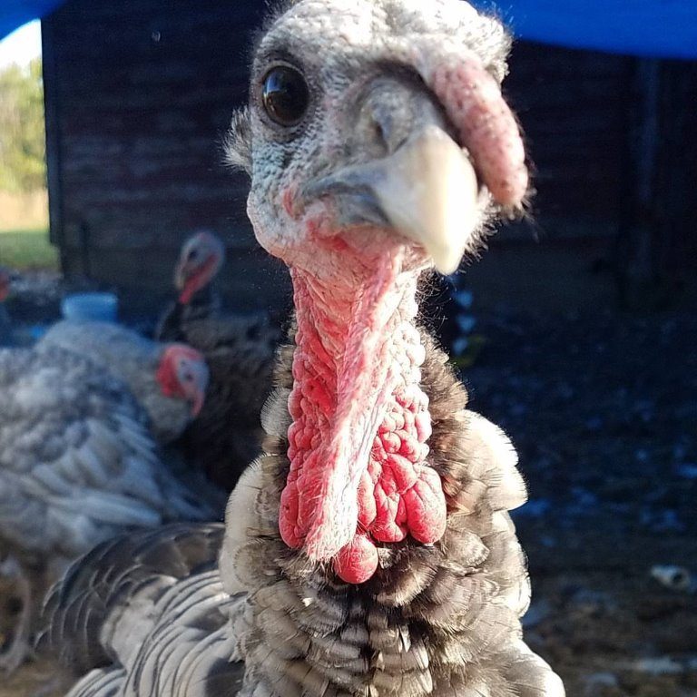 Blue Slate Turkey tom for sale - Image 6