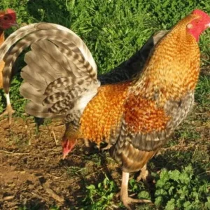 Purebred Crele Standard Old English Rooster