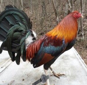 Buy purebred Blueface Hatch gamefowl roosters