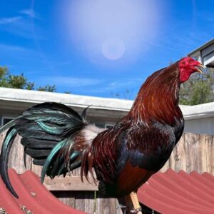 Dark Yellow Leg Hatch Rooster