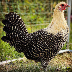 Rare Live Deathlayer Hens for Sale