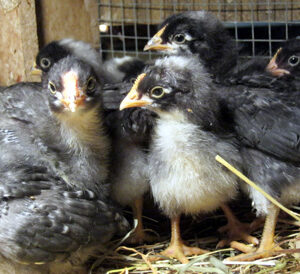 dominique chicks for sale