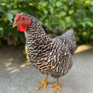 Dominique hens