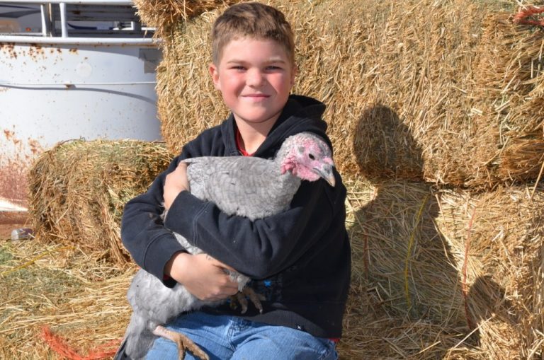 Blue Slate Turkey tom for sale - Image 3