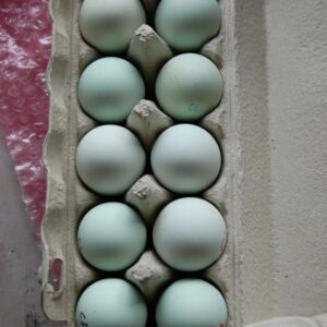 fertile Easter Egger hatching eggs online