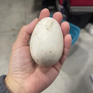 fertile Embden Goose hatching eggs online