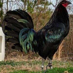 Black Mug Gamefowl Roosters For Sale