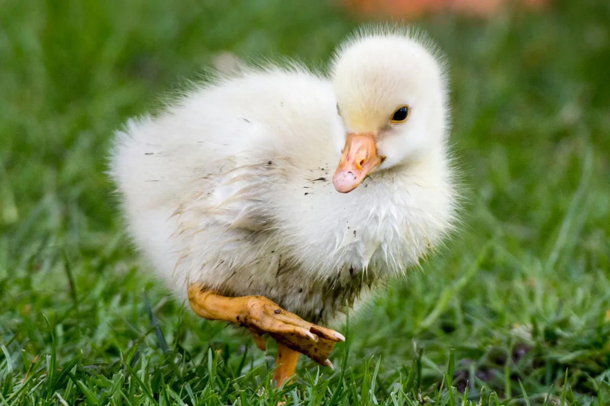 fertile Sebastopol Goose hatching eggs online - Image 2