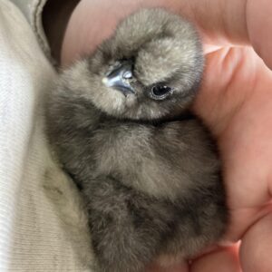 black Silkie Bantam baby chicks for sale