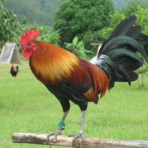 Gleezen Whitehackle Cock for Sale