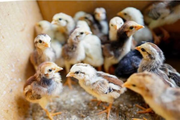 Regular Grey Day-Old Baby Chicks For Sale - Image 4