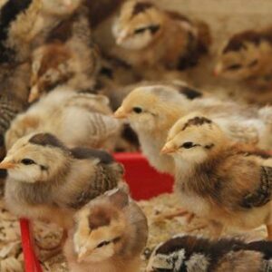 Regular Grey Day-Old Baby Chicks For Sale