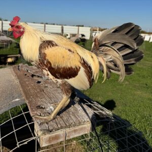 Pure Golden Coco Bull Stag for Sale