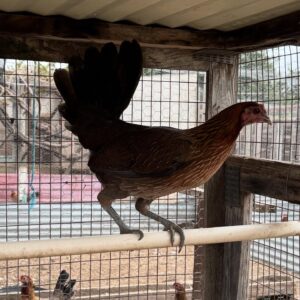 Pure Ruble Hatch Pullet for Sale