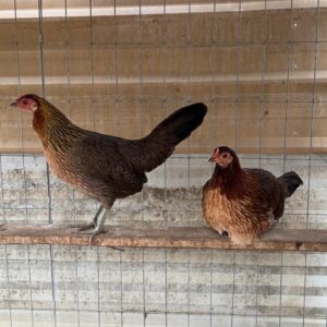 Ruble Hatch Gamefowl Hens For Sale