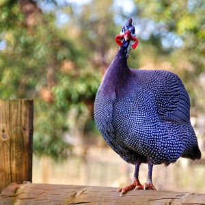 Buy Guinea Fowl Royal Purple For Sale