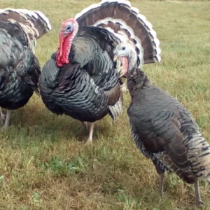 standard bronze turkey for sale