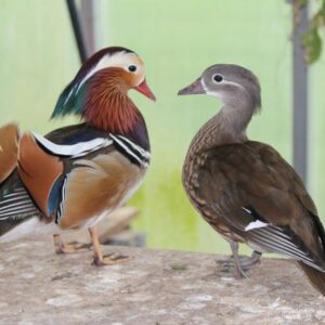 mandarin ducks for sale