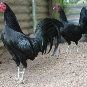 BLACK STANDARD OLD ENGLISH CHICKS, NOT SEXED