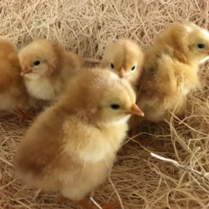 jubilee orpington day old chicks