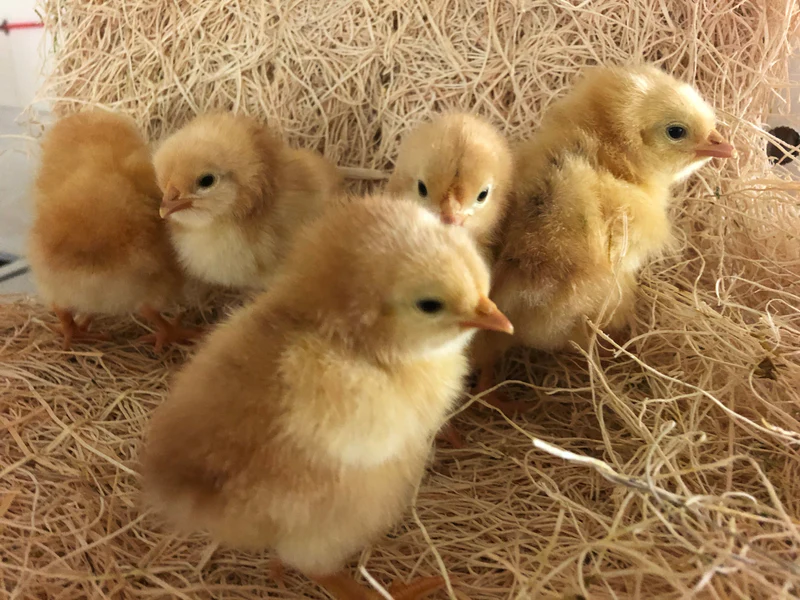 jubilee orpington day old chicks