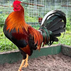 Lemon Hatch Kelso Sweater gamefowl stags for sale