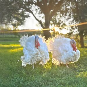 Midget White Turkey For Sale